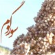 سورگوم،گیاهی مقاوم به خشکی و شوری