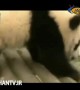 بازی پاندا بااسباب بازی
