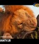 دوربین خزنده وسیله ای برای عکاسی از حیوانات!
