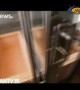 آیا حاضرید برای یک سفر با قطار ۱۰ هزار دلار بپردازید؟!