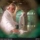 تصاویر غبارروبی ضریح مطهر امام‌ رضا(ع)