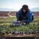 تصاویر برداشت سنتی زعفران در روستای قادرمرز کردستان
