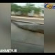 کشف مار غول‌پیکر ۱۰ متری و ۴۰۰ کیلویی در برزیل