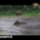 تلاش فیل مهربان برای نجات مربی‌اش از غرق شدن
