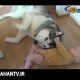 بازی بامزه سگ بابچه