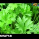  روش صحیح نگهداری سبزی جعفری در منزل