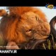 دوربین خزنده وسیله ای برای عکاسی از حیوانات!