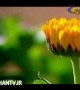 آشنایی با خواص گل همیشه بهار